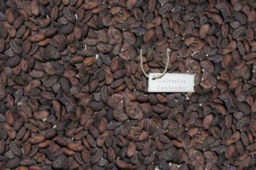 fave di cacao crude provenienti dalla Columbia