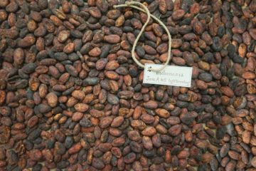 fave-di-cacao-crude-indonesia_java_a_80_percent_lightbreaking
